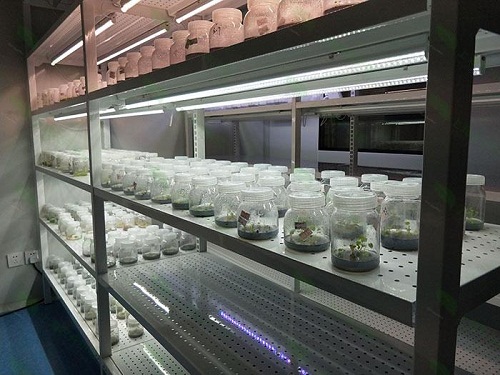 泾川植物组织培养实验室设计建设方案
